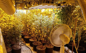 Foto: MUP KS / Akcija Koko II, laboratorija za uzgoj marihuane