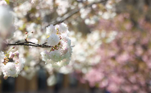 Foto: Dž. K. / Radiosarajevo.ba / Proljeće u Sarajevu