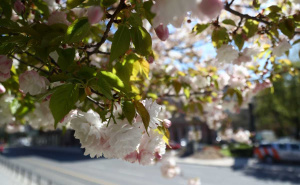 Foto: Dž. K. / Radiosarajevo.ba / Proljeće