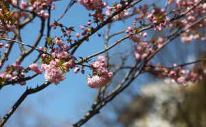 Foto: Dž. K. / Radiosarajevo.ba / Proljeće u Sarajevu