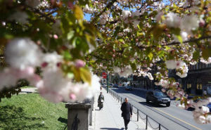 Foto: Dž. K. / Radiosarajevo.ba / Proljeće u Sarajevu