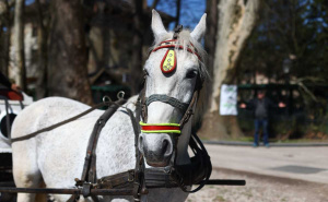 Foto: Dž.K./Radiosarajevo / Ugodan dan za šetnju Alejom na Ilidži