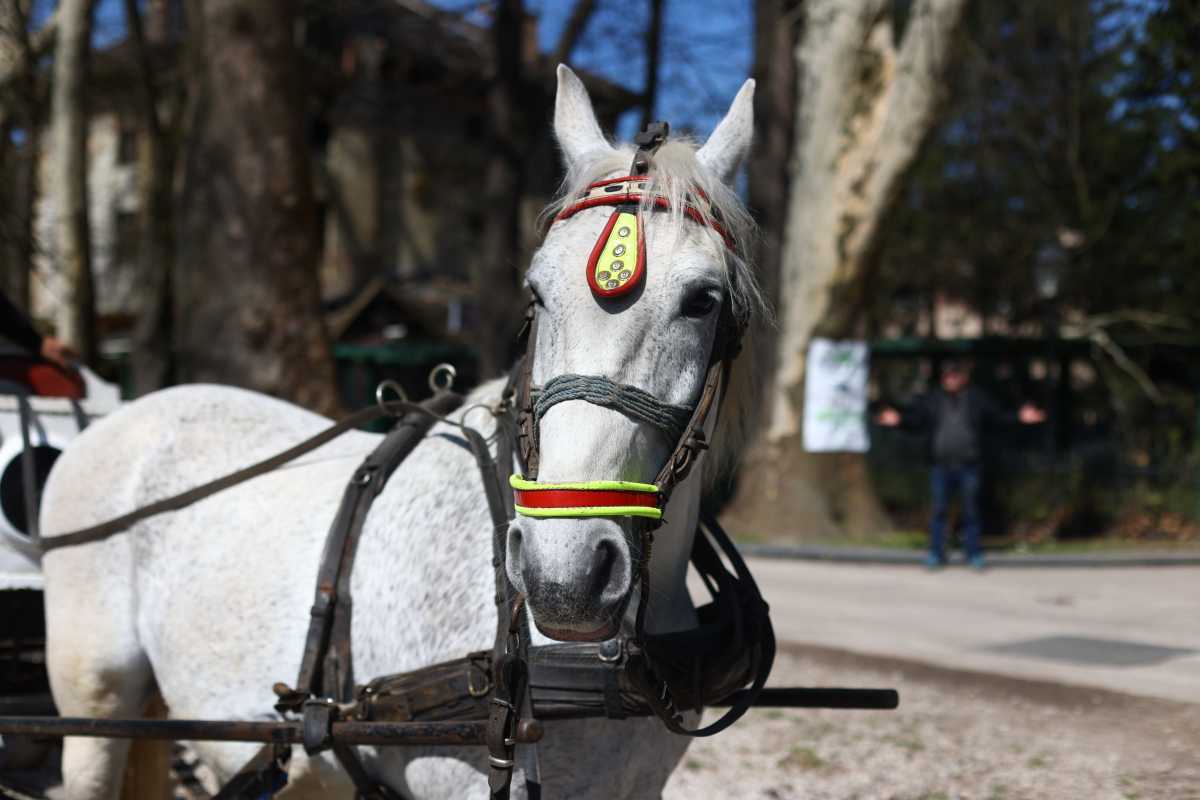 Ugodan dan za šetnju Alejom na Ilidži