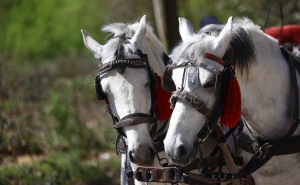 Foto: Dž.K./Radiosarajevo / Ugodan dan za šetnju Alejom na Ilidži