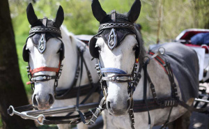 Foto: Dž.K./Radiosarajevo / Ugodan dan za šetnju Alejom na Ilidži