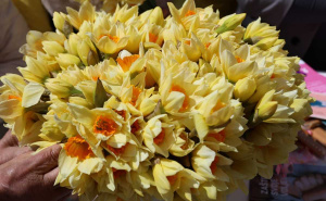 Foto: Dž. K. / Radiosarajevo.ba / Udruženje 'Renesansa' organiziralo tradicionalnu akciju 'Dani narcisa'