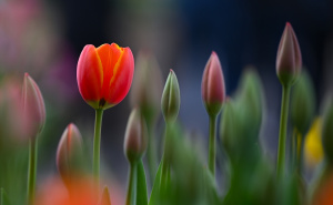 Foto: Anadolija / Proljeće na plantaži tulipana u Velikoj Britaniji