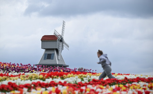 Foto: Anadolija / Proljeće na plantaži tulipana u Velikoj Britaniji