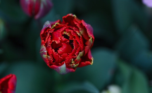 Foto: Anadolija / Proljeće na plantaži tulipana u Velikoj Britaniji