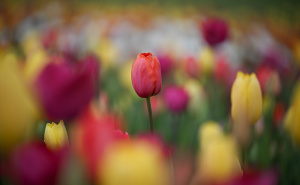 Foto: Anadolija / Proljeće na plantaži tulipana u Velikoj Britaniji