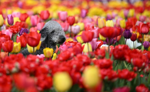 Foto: Anadolija / Proljeće na plantaži tulipana u Velikoj Britaniji