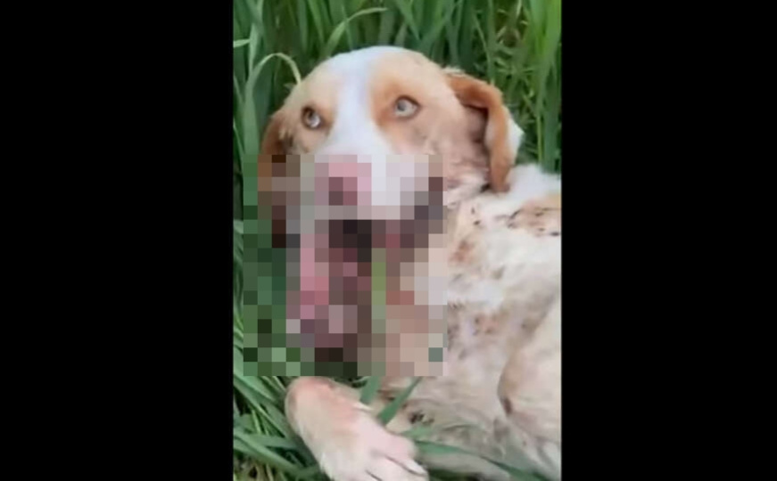 Zlostavljani psić u Prijedoru
