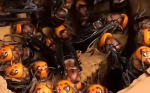 Foto: Screenshot / Azijski stršljen