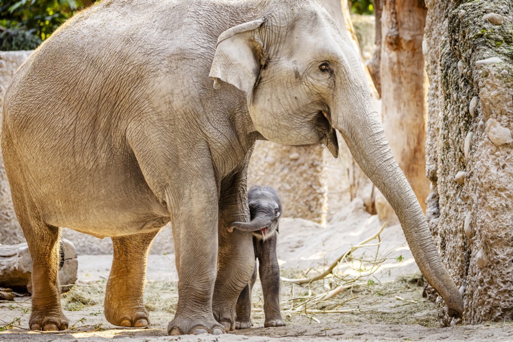 Slonica i slončić Zali