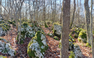 Foto: Bassania / Pronađena neevidentirana gradina u Petrovićima