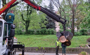 FOTO: Facebook / Drvo u Kranjčevićevoj