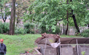 FOTO: Facebook / Drvo u Kranjčevićevoj