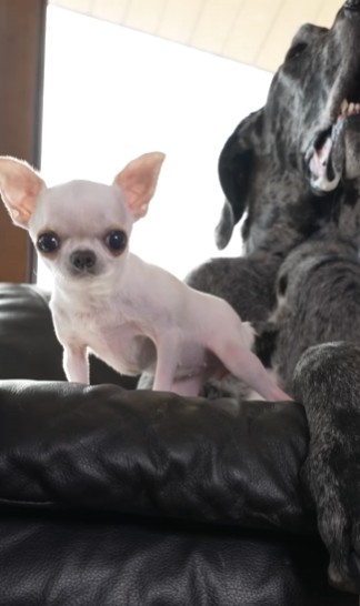 Najveći i najmanji pas na svijetu