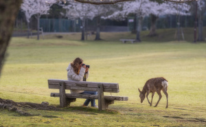 FOTO: AA / Park Nara - japansko nacionalno blago