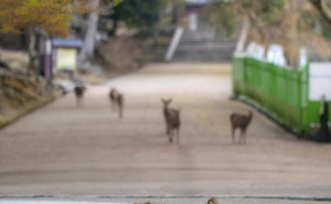 FOTO: AA / Park Nara - japansko nacionalno blago