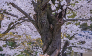 FOTO: AA / Park Nara - japansko nacionalno blago