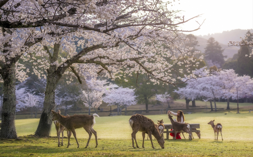 Park Nara - japansko nacionalno blago