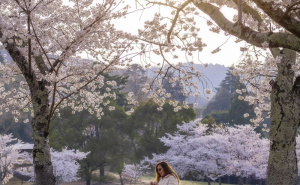 FOTO: AA / Park Nara - japansko nacionalno blago