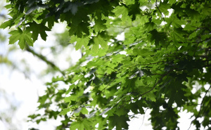 Foto: A. K. / Radiosarajevo.ba / Zelenilo Velikog parka u Sarajevu