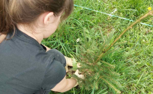 Foto: Kanton Sarajevo / Sađenje stabala u Memorijalnoj šumi sjećanja