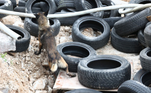 Foto: Pomozi.ba / Poligon za potražne pse u Ilijašu