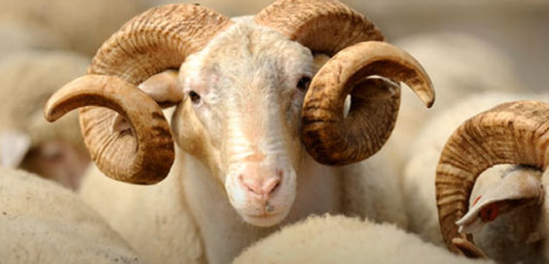 Kurban je obaveza svakog muslimana