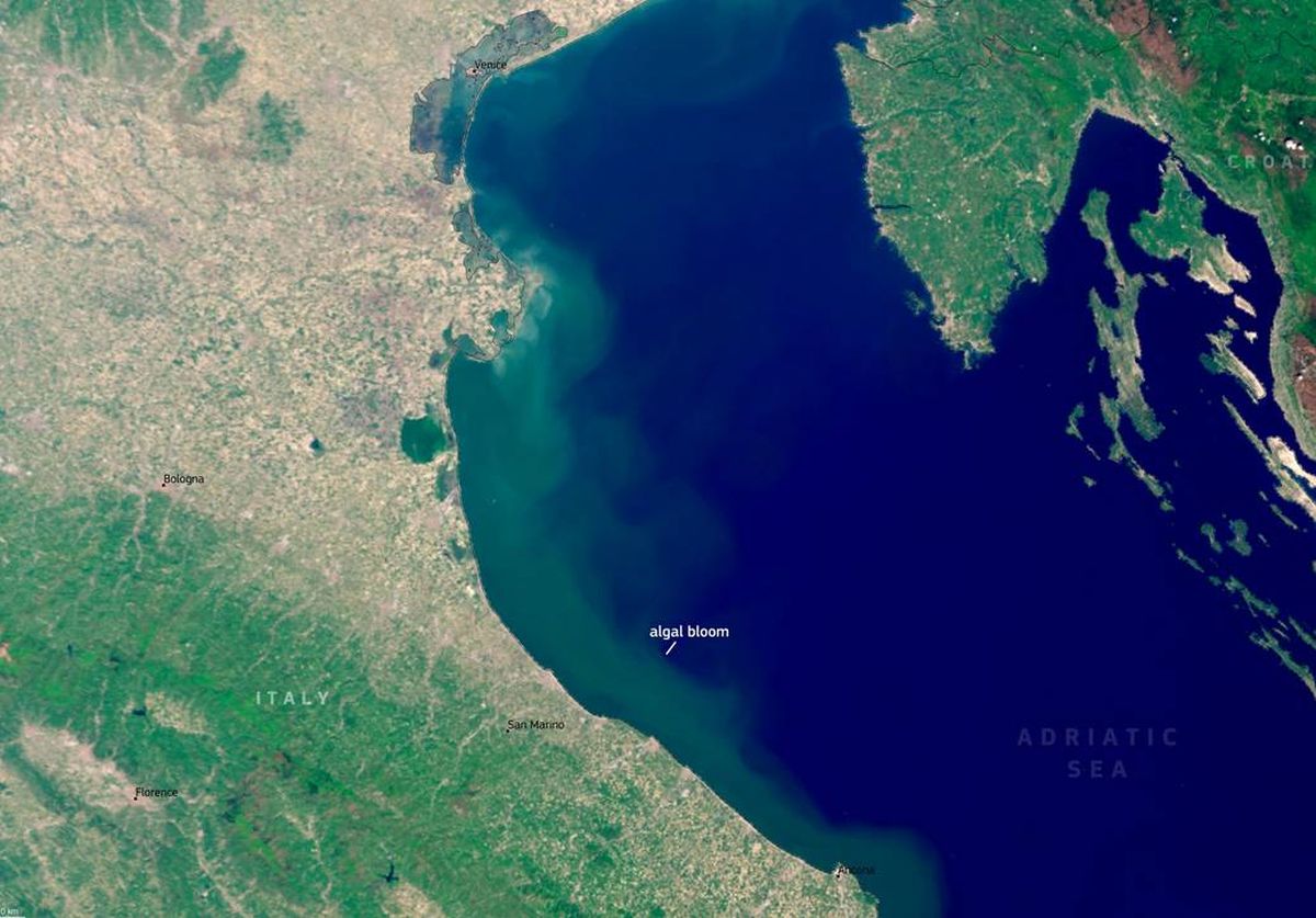 Veliko cvjetanje algi u Jadranskom moru