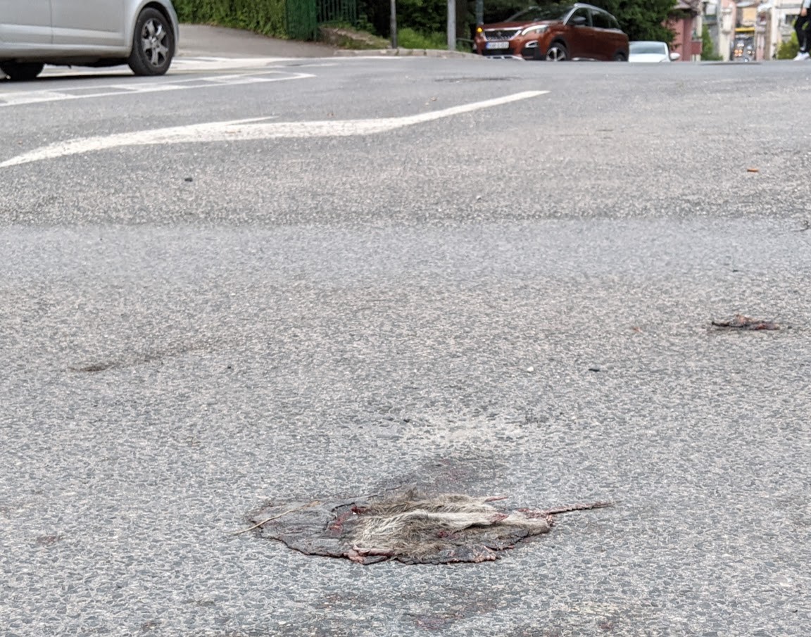Pregažen pacov u Sarajevu