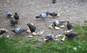 Foto: Dž. K. / Radiosarajevo.ba / Smeće na Dobrinji i u Švrakinom