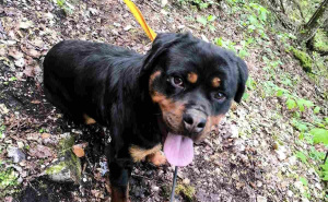 Foto: GSS / Pas spašen na Trebeviću