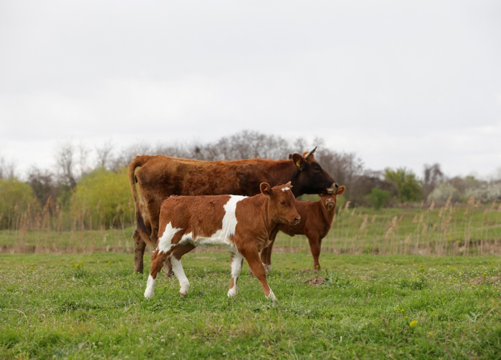 Krave zaražene brucelozom