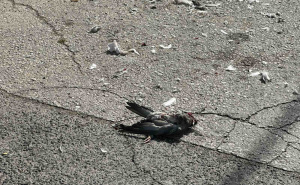 Foto: RSA/Čitatelji / Zabrinjavajuće stanje u Buća Potoku