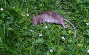 FOTO: Radiosarajevo.ba / Tijelo mrtvog pacova u Gradačačkoj ulici