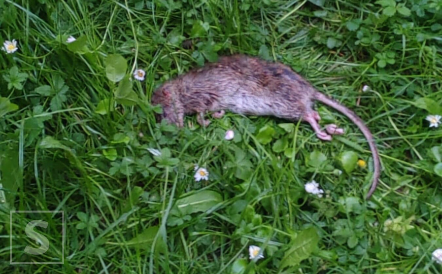 Tijelo mrtvog pacova u Gradačačkoj ulici