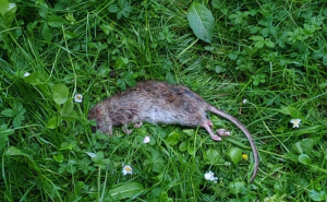 FOTO: Radiosarajevo.ba / Tijelo mrtvog pacova u Gradačačkoj ulici