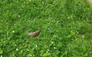 FOTO: Radiosarajevo.ba / Tijelo mrtvog pacova u Gradačačkoj ulici