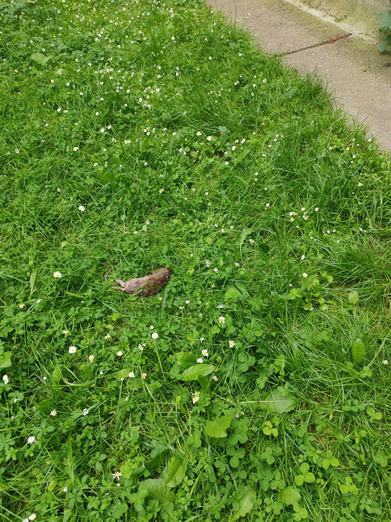 Tijelo mrtvog pacova u Gradačačkoj ulici