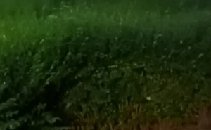 Foto: Ustupljene fotografije / Brza intervencija KJKP Rad