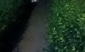 Foto: Ustupljene fotografije / Brza intervencija KJKP Rad