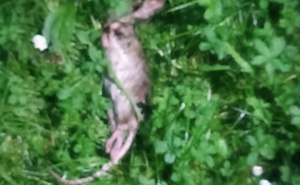 Foto: Ustupljene fotografije / Brza intervencija KJKP Rad