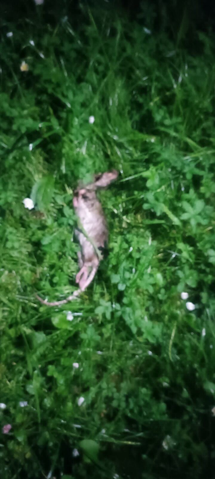 Brza intervencija KJKP Rad