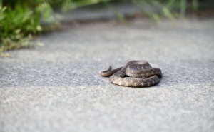 Foto: A. K. / Radiosarajevo.ba / Ribarica snimljena pored Miljacke