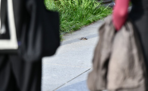 Foto: A. K. / Radiosarajevo.ba / Ribarica snimljena pored Miljacke