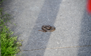 Foto: A. K. / Radiosarajevo.ba / Ribarica snimljena pored Miljacke