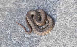 Foto: A. K. / Radiosarajevo.ba / Ribarica snimljena pored Miljacke